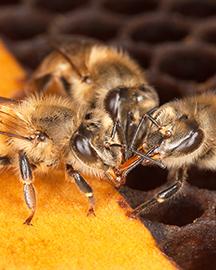 Three honey bees in a hive