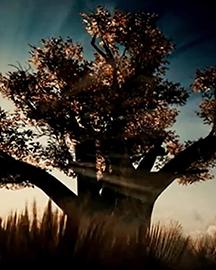 African baobab tree at sunset