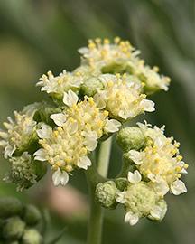 A photo of Guayule
