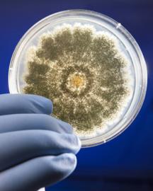 Aflatoxin-producing fungus in petri dish.