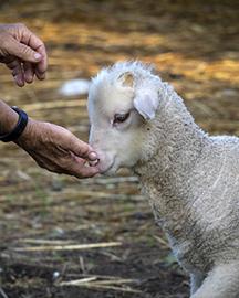 A hand being held out for a lamb to sniff