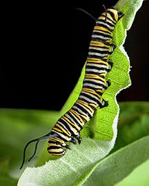 A monarch caterpillar feeds on common milkweed