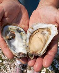 Two hands holding an open oyster 