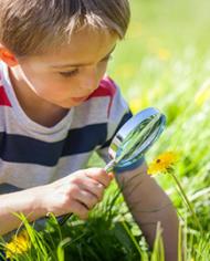 A young boy using a magnifying glass to look at a yellow flower. 