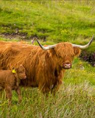 Two Scottish Highland cattle