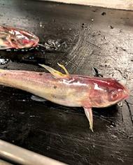 Two diseased catfish