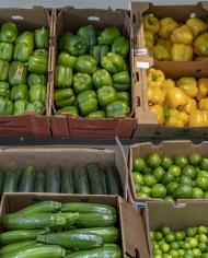 Boxes of cucumbers, orange peppers, green peppers, red peppers and zucchini. 