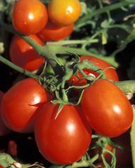Roma tomatoes growing on a vine