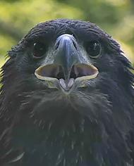 Eaglet looking at camera