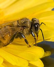 A honey bee on a yellow flower. 