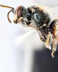 A Mojave poppy bee. 