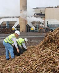Two working sorting through harvested sugarcane