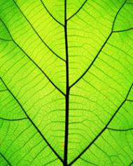 A green plant leaf illuminated by light shining through it