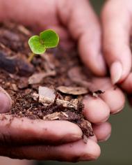 Male hands hold soil sprouting a seedling and female hands holding soil sprouting a seedling. 