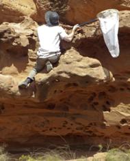 A man climbing on red rocks with a net