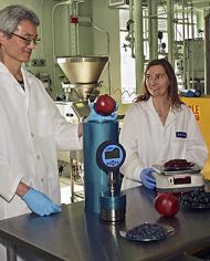 A chemist fills an isochoric chamber with whole pomegranates while a food technologist weighs pomegranate arils.