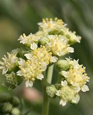 A photo of Guayule