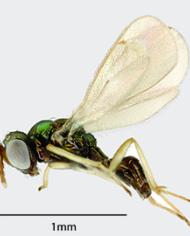 Waspcard image