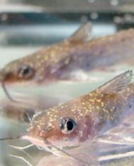 Two catfish with white spots caused by disease.