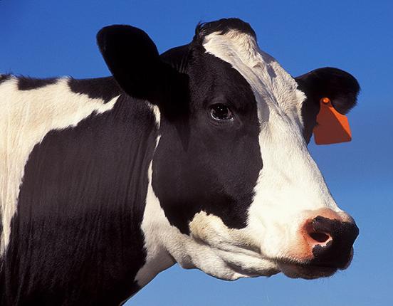 Profile of a black and white cow's head with blue sky backgound.