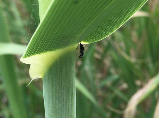 a small black insect emerges from the stem of a vertical green plant 
