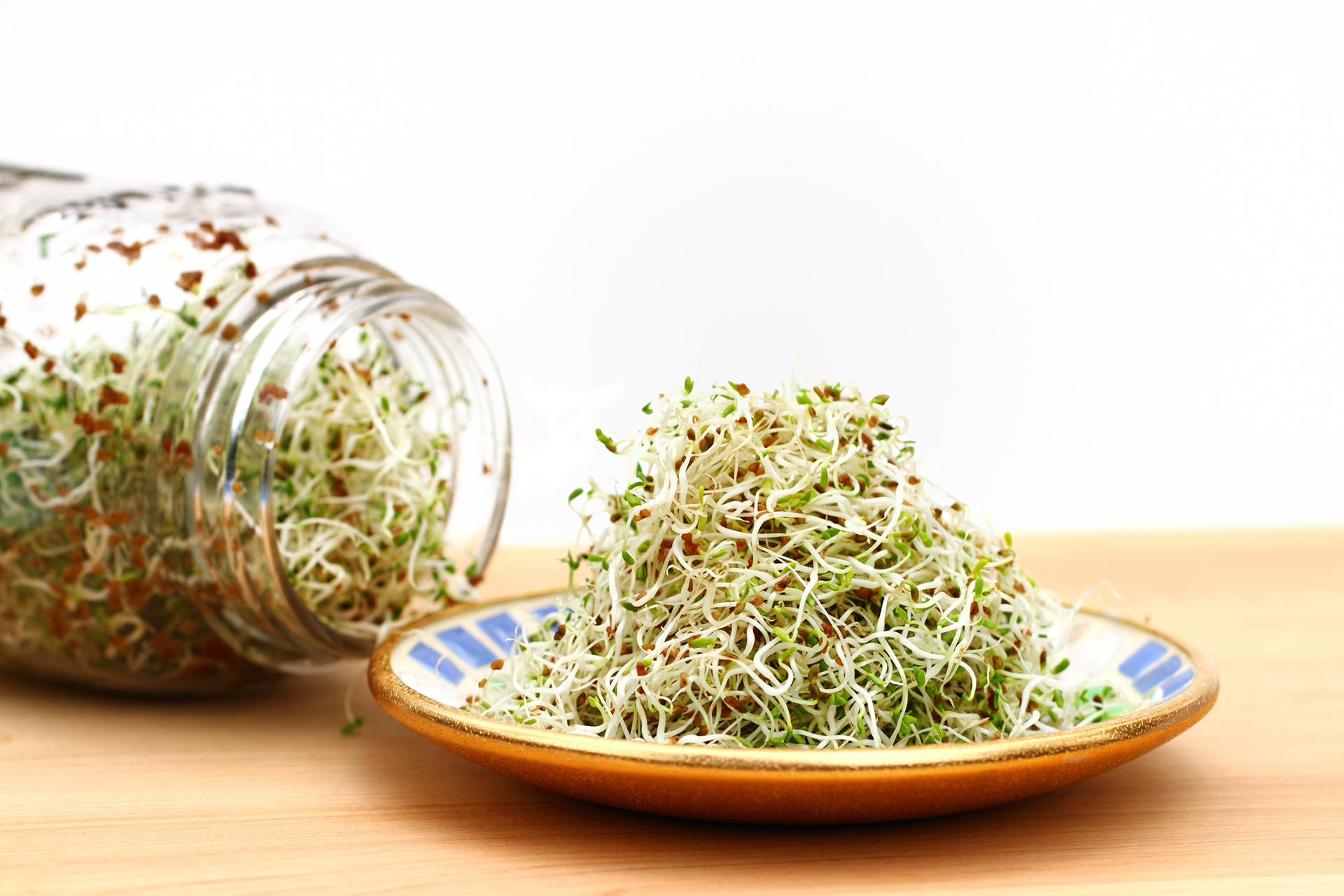 A heap of freshly grown organic alfalfa sprouts is piled on a small saucer. 