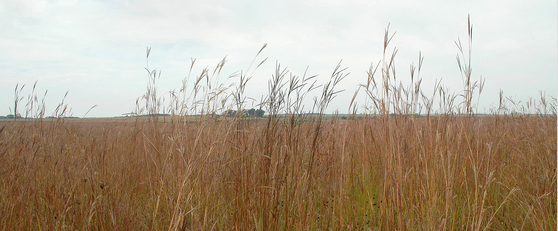 Prairie image