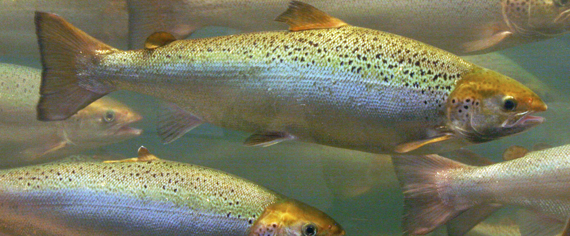 Five Atlantic salmon swimming 