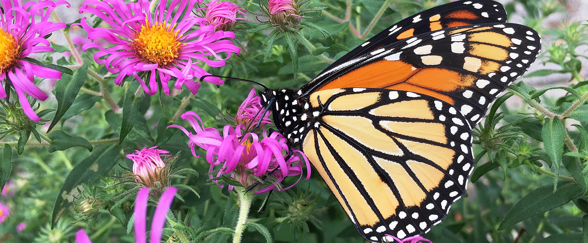 Monarch butterfly on a flower