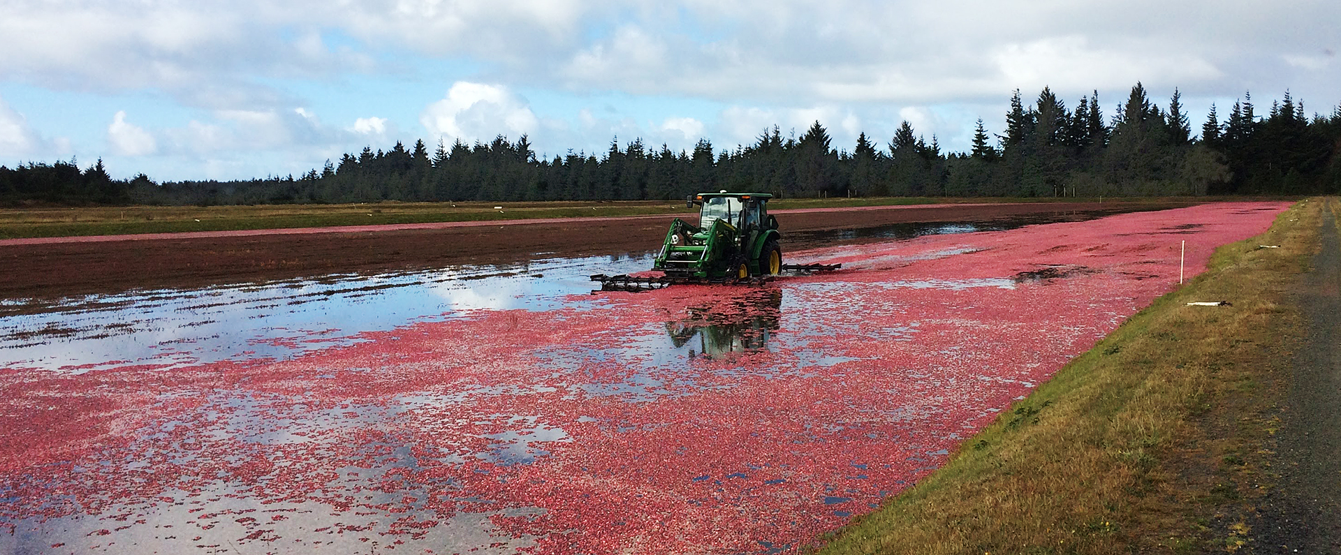 Harvesting from a cranberry bog. 