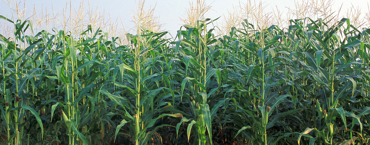 Corn growing in a field