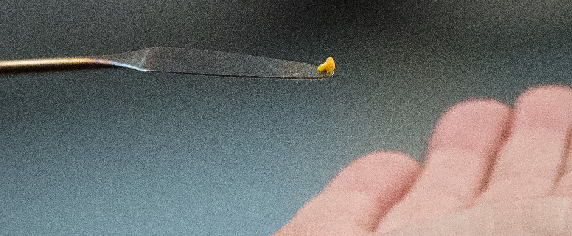 Scientists extract seed embryos from acorns