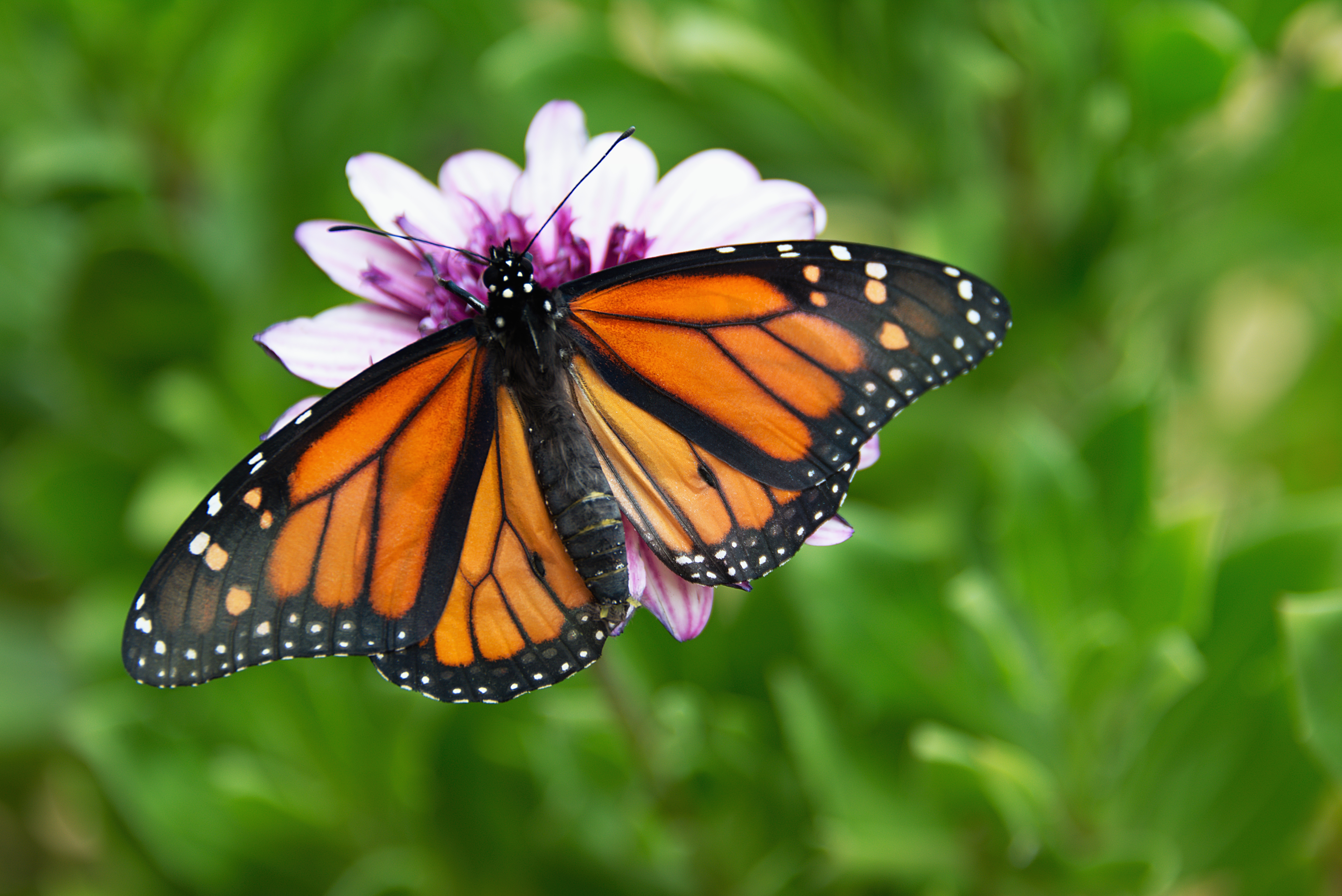 Monarch Butterfly sitting on a flower in a garden
