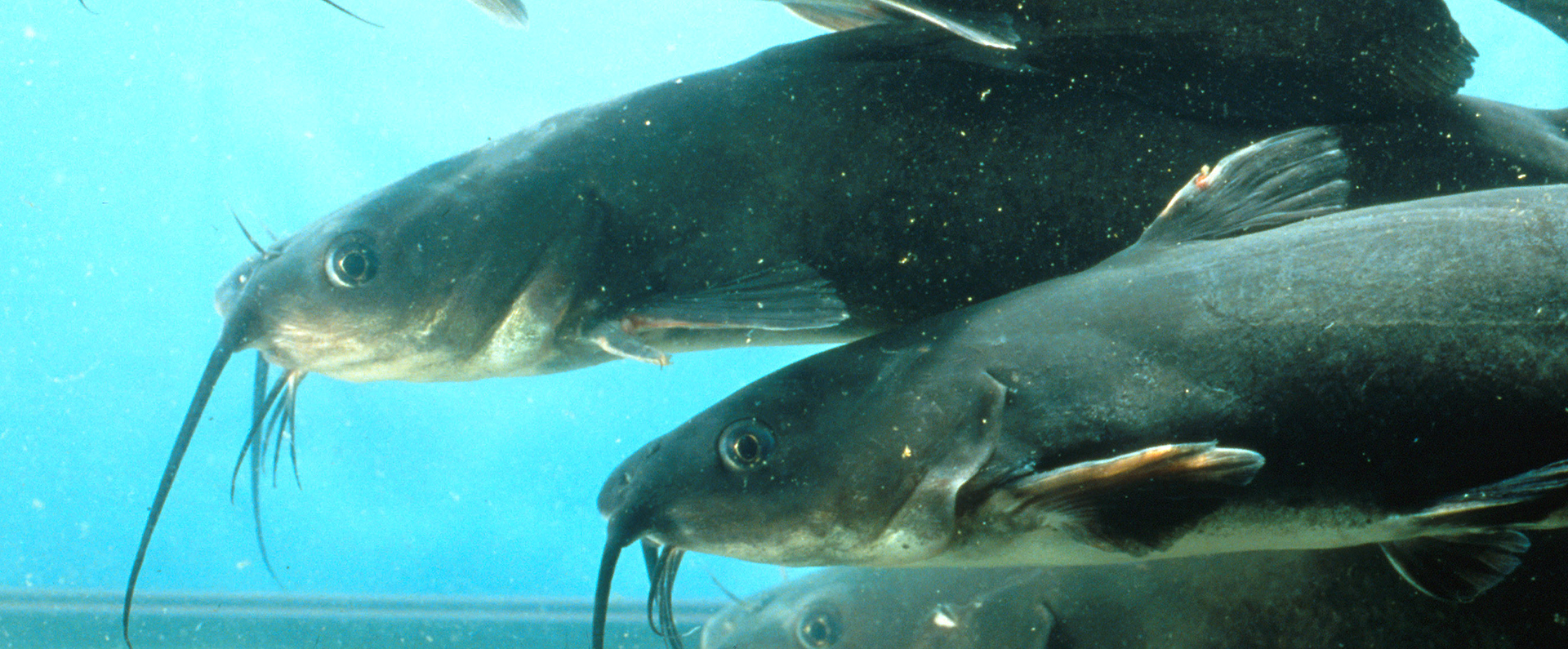 Catfish