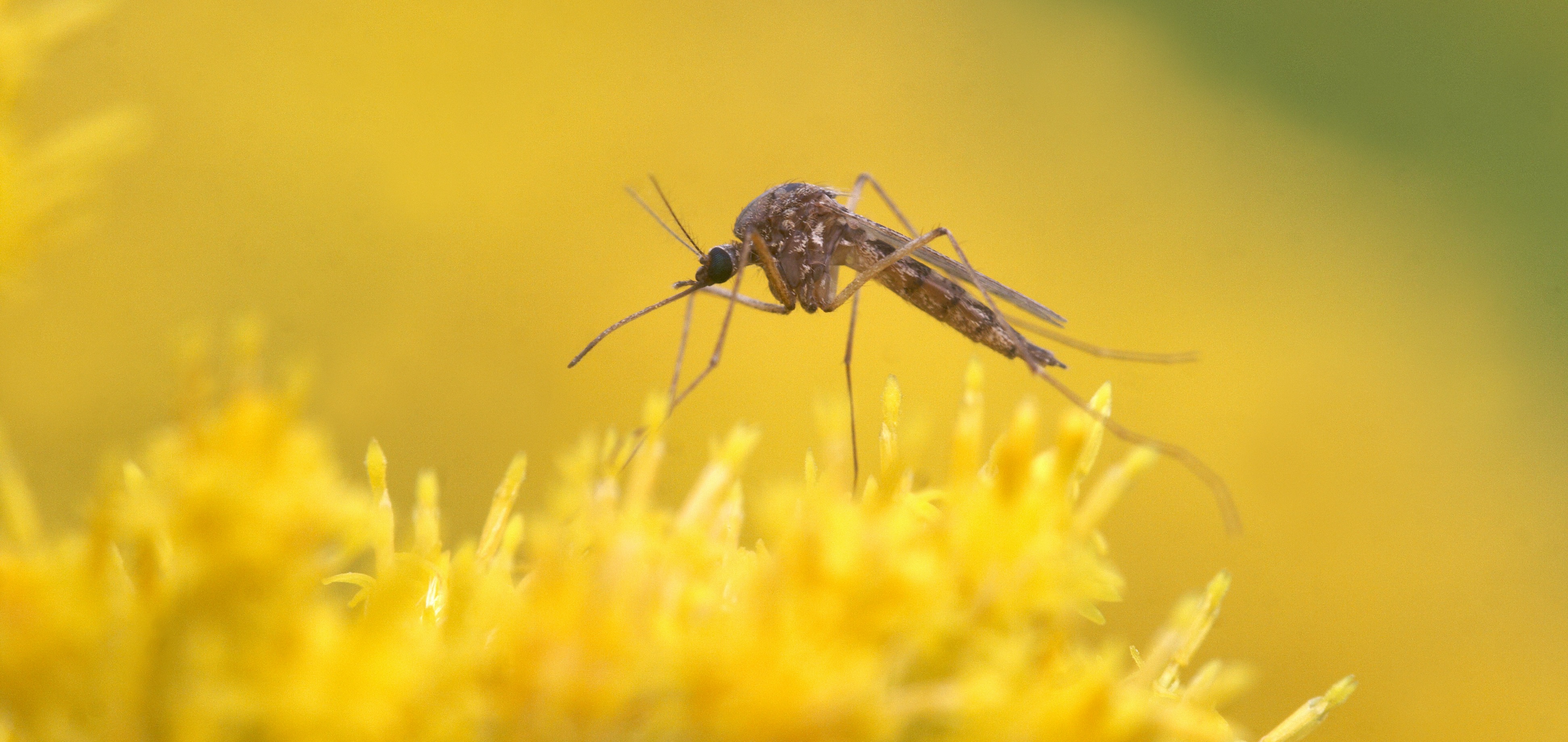 Mosquito