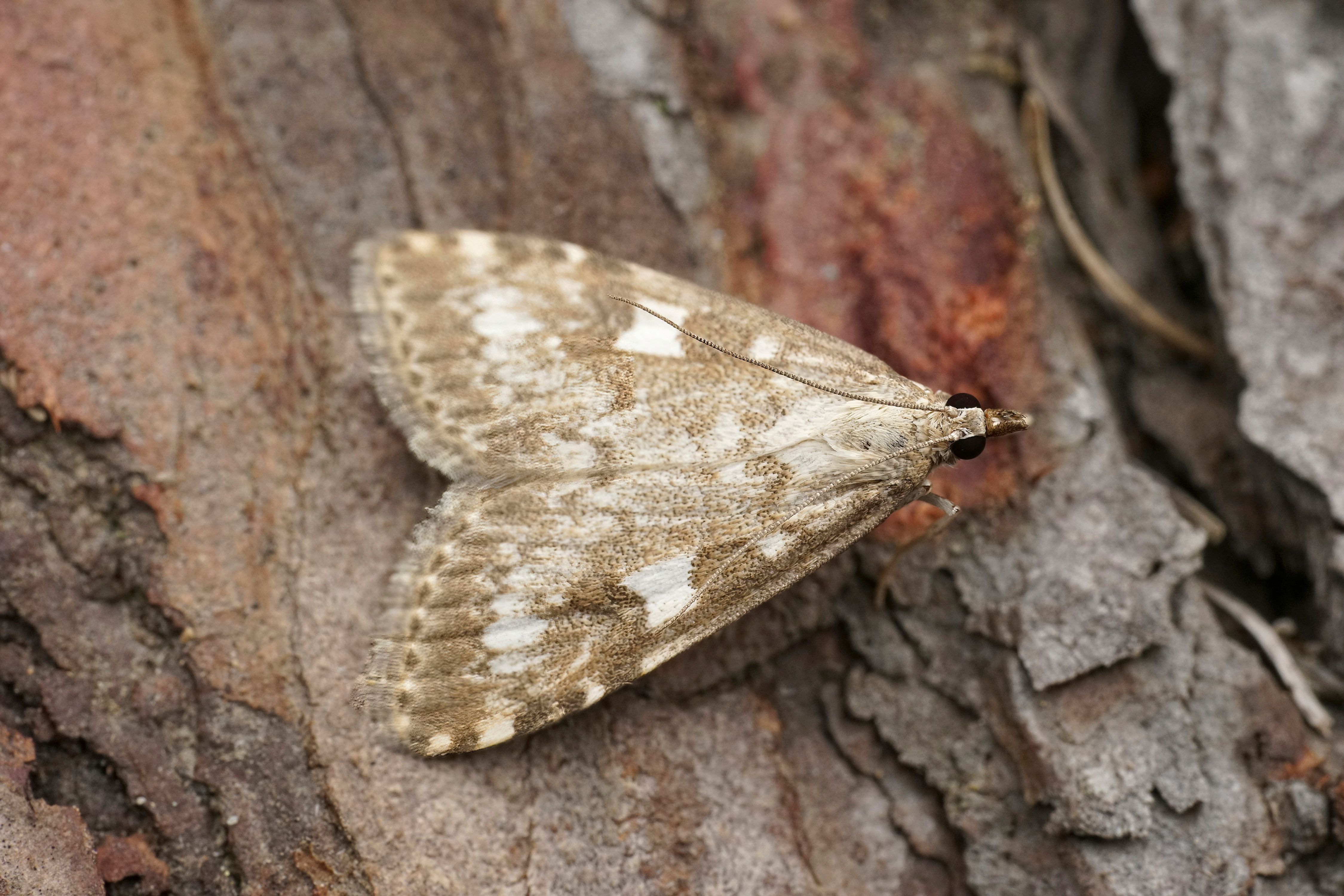 Snout Moth (Getty Image)