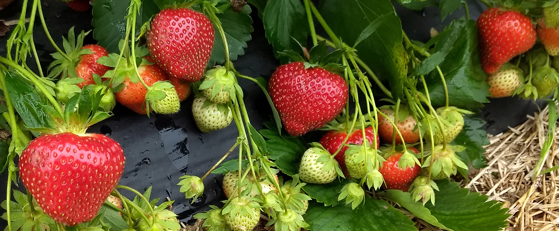 Strawberries growing