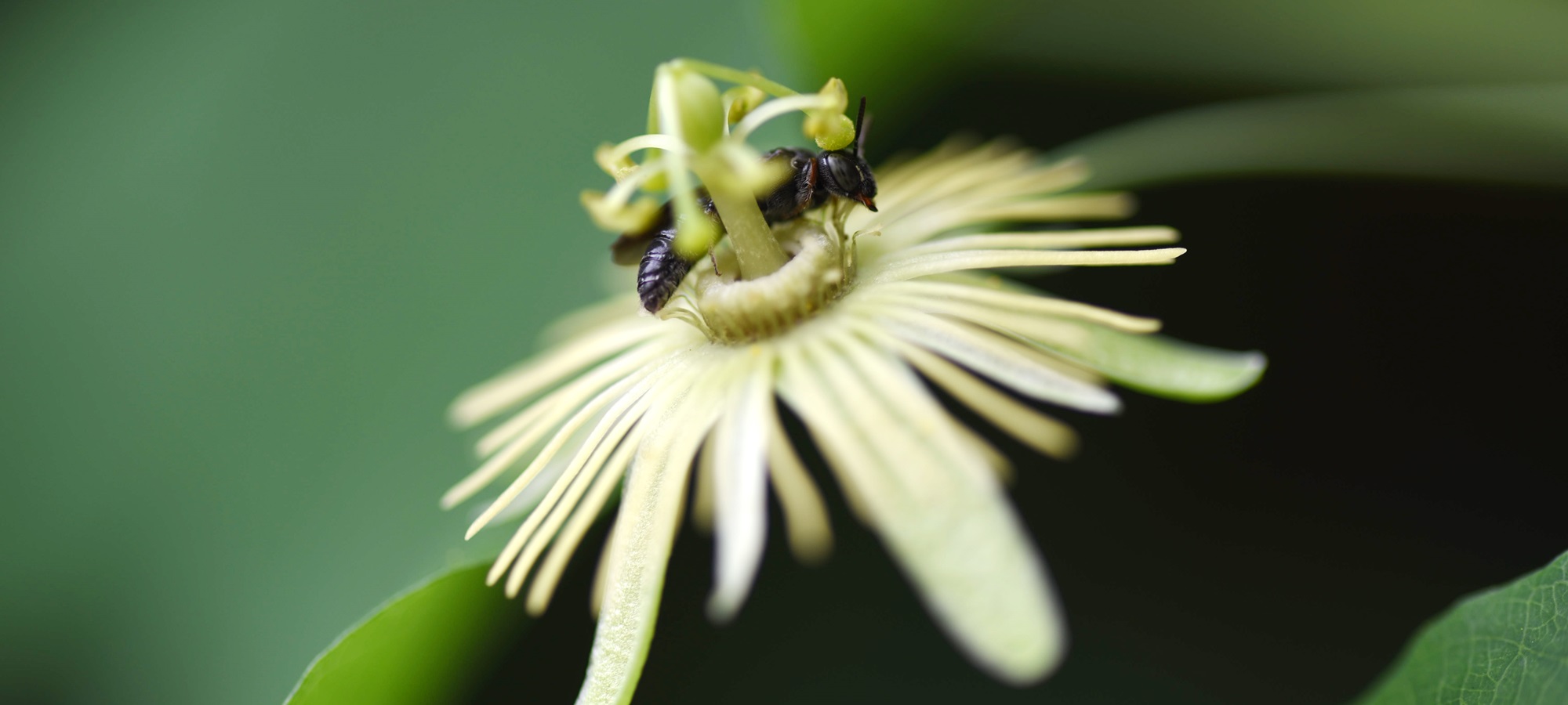 The passionflower bee on a yellow passionflower. (Photo by Katherine Parys, ARS)