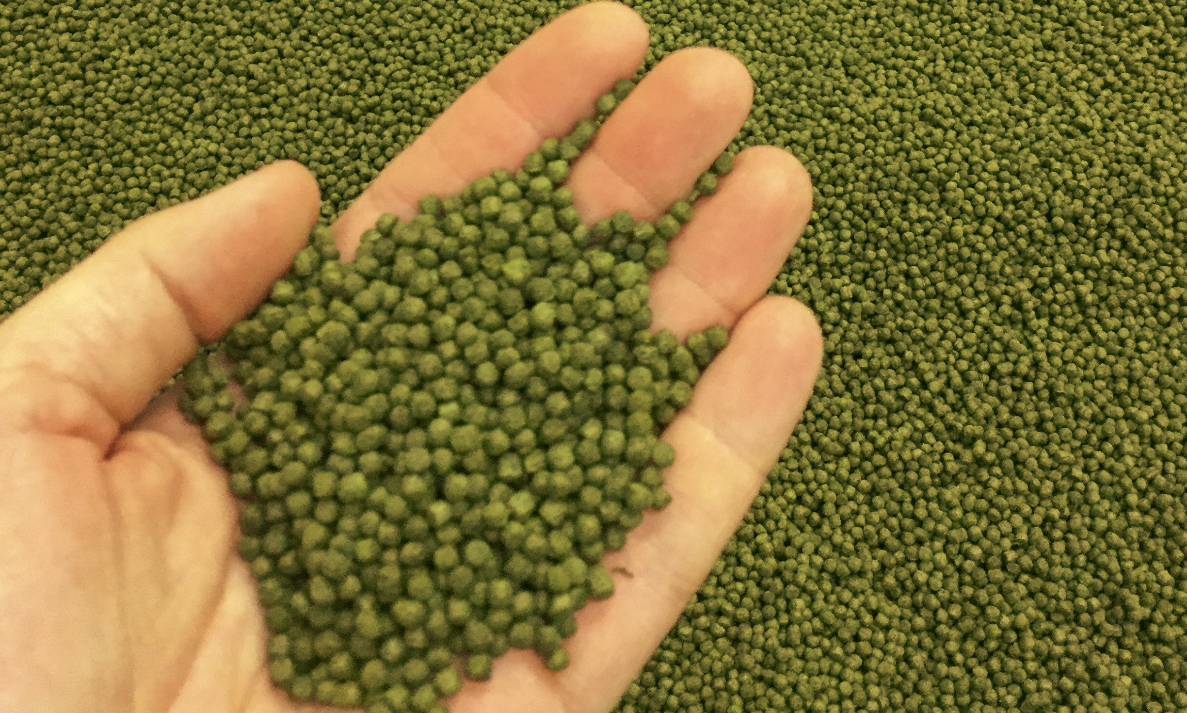 A hand holding aquafeed pellets