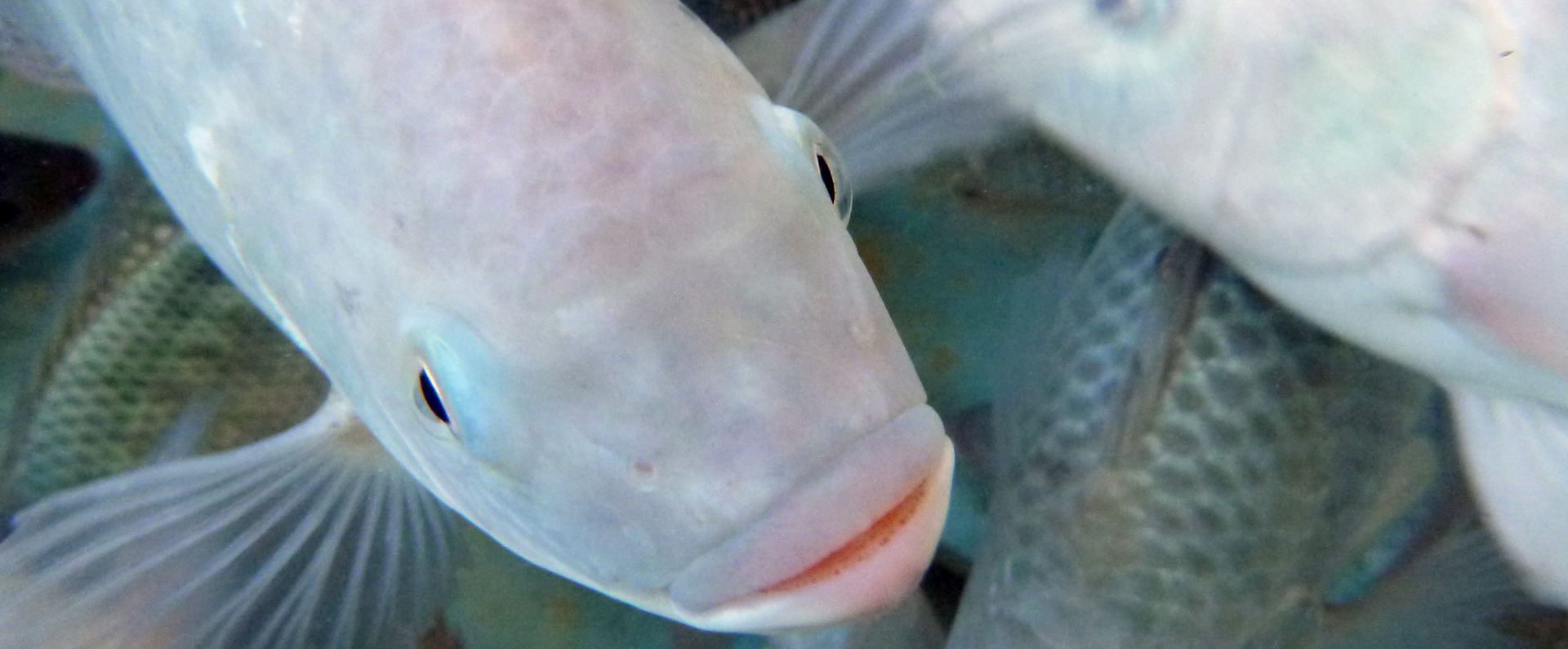 Tilapia