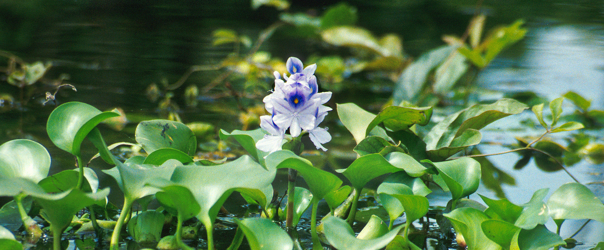 Naturalenemieshero (2) image