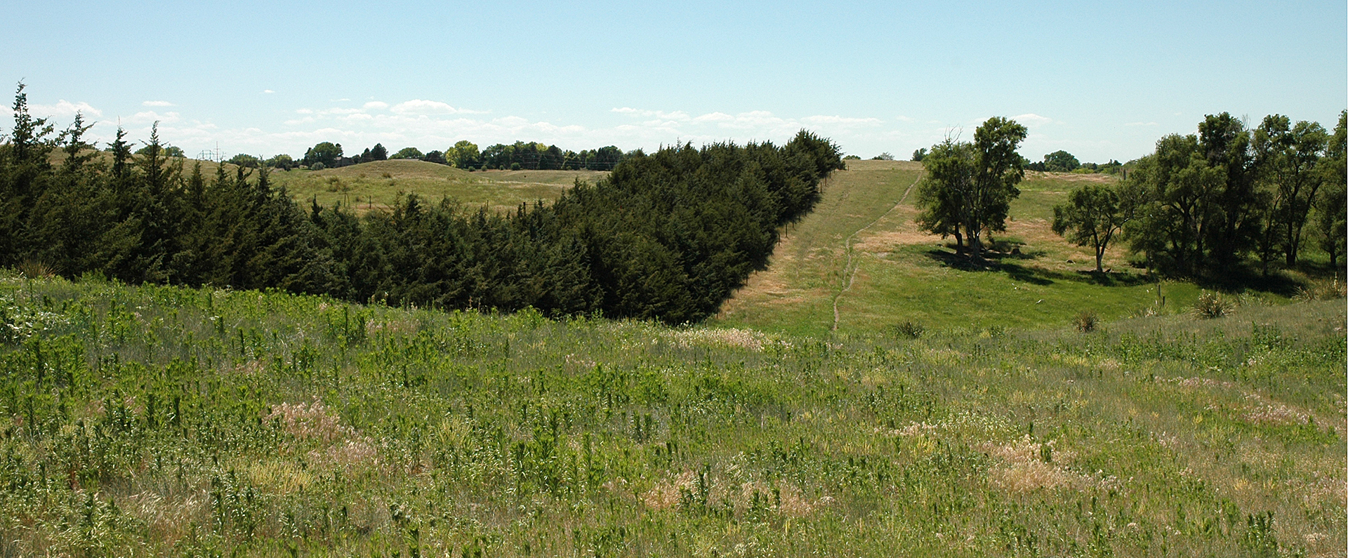 Agroforestryhero image