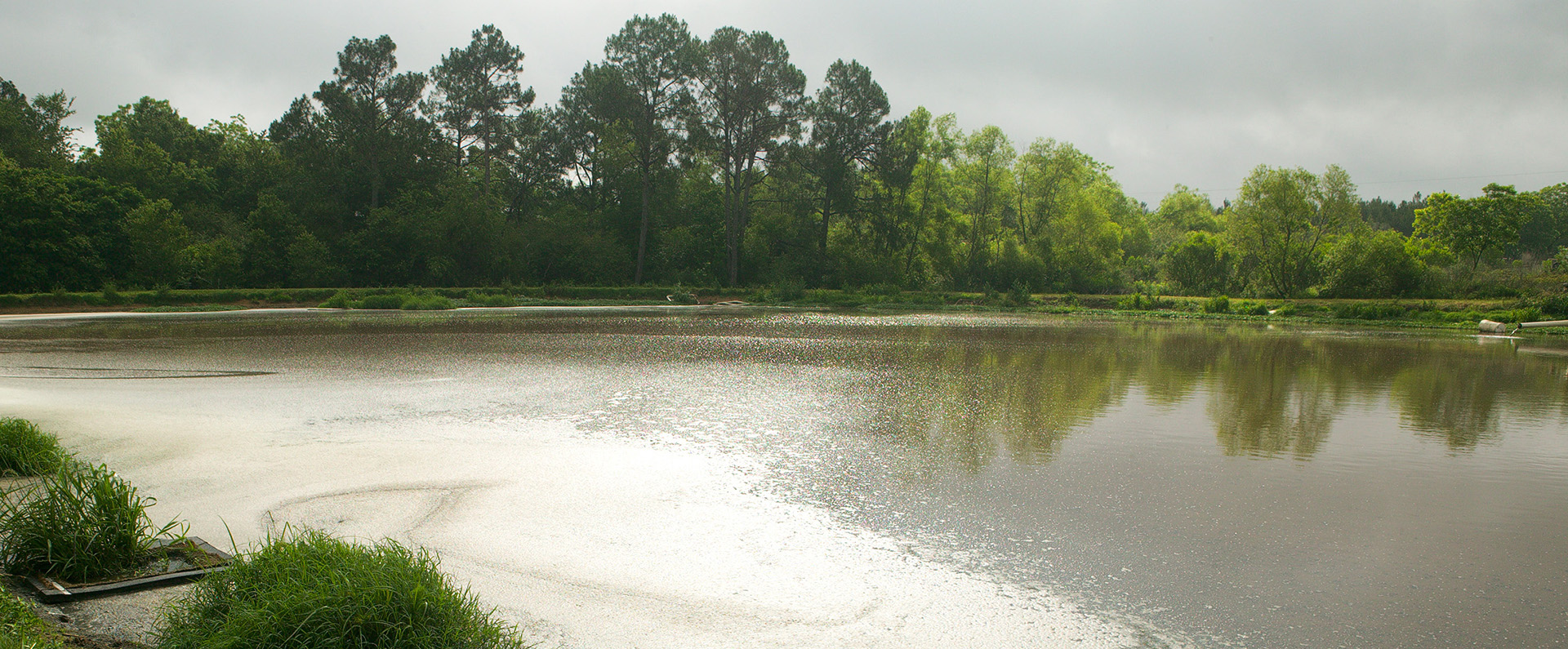 A pond