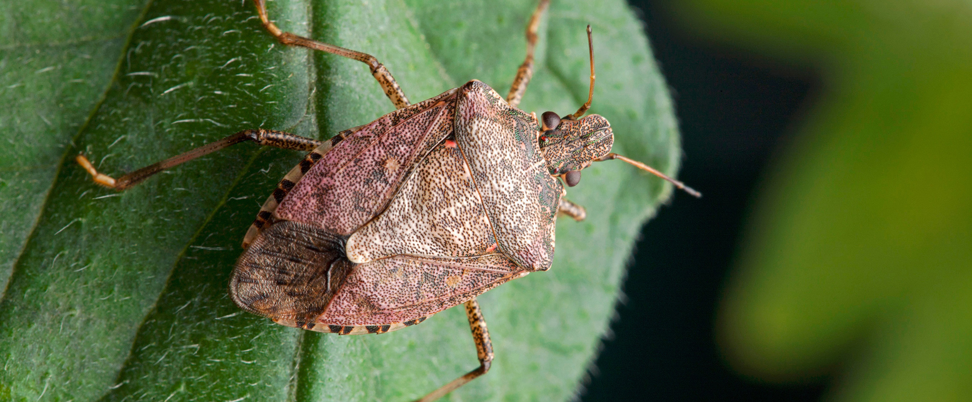 A stink bug on a gree leaf