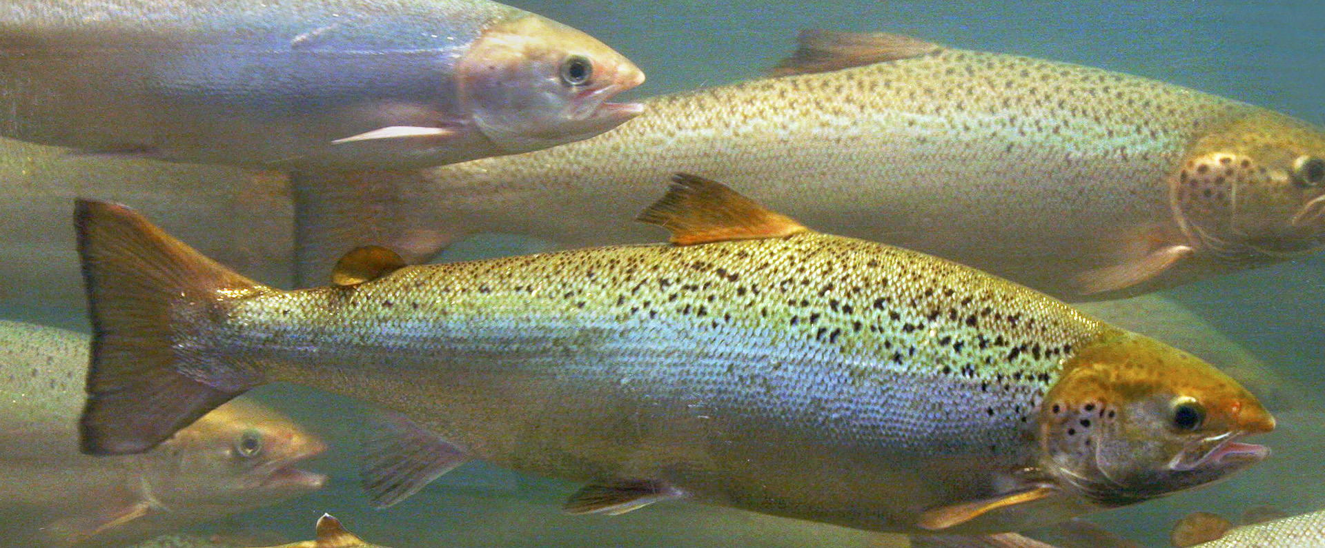 Newfishhero image