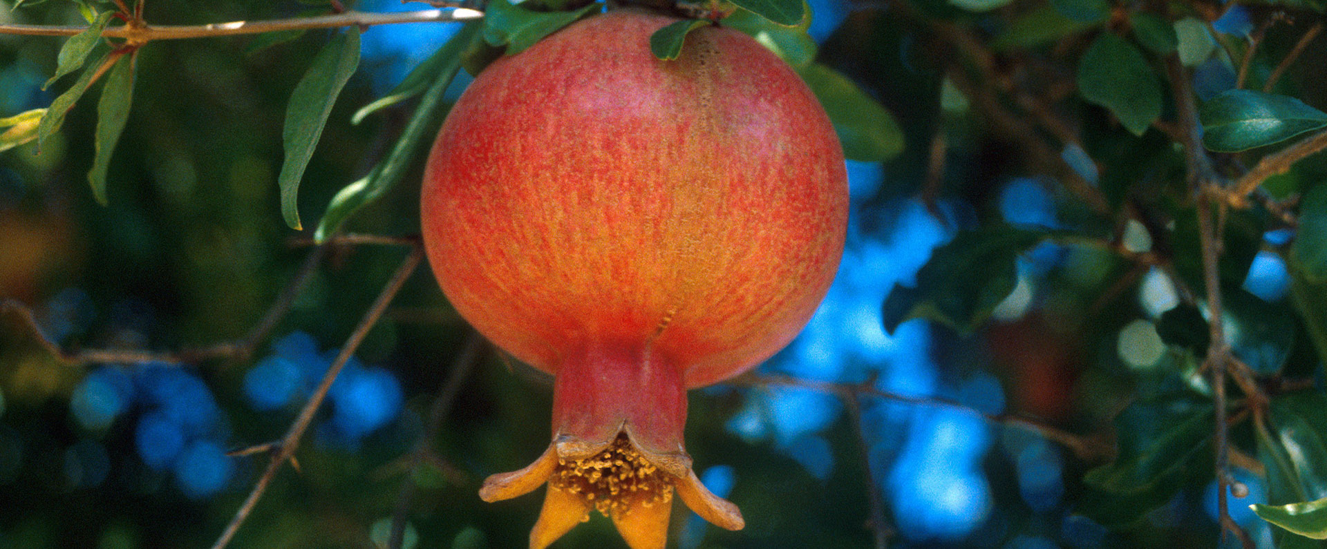 A persimmon growing 