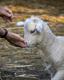 A hand being held out for a lamb to sniff