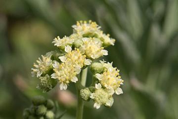 Guayule Guayule image