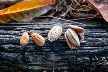 D4732 1Almond Almonds