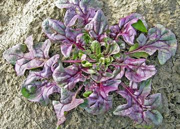 D4224 1Spinach D4224 1Spinach image